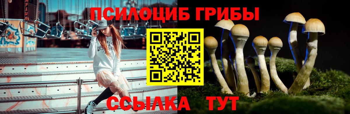 Псилоцибиновые грибы Psilocybe Переславль-Залесский